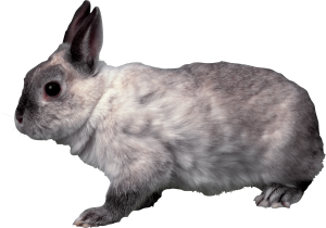 Rabbit PNG image-3787